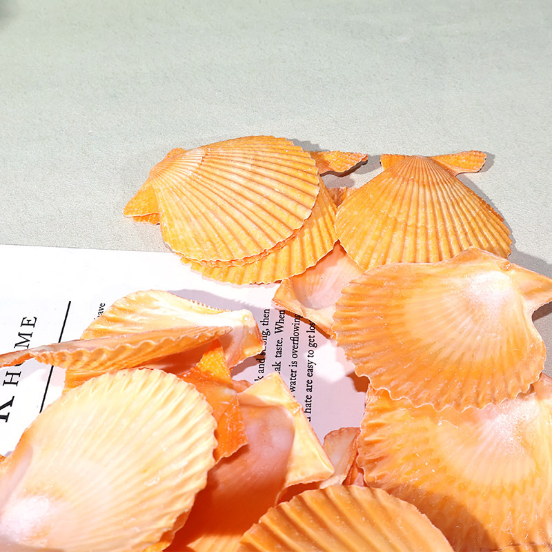 Melhor casca de vieira amarela - Marine Fish Tank avaliação e preço